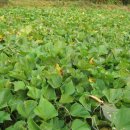 고천농장 이미지