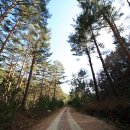 울진소나무 이미지