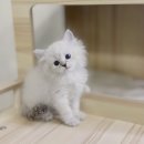 베베독 강아지분양 대구본점 | 세종시네바마스커레이드분양 이건 정말 몰랐을걸요