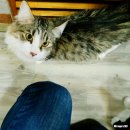 언제나고양이 이미지