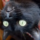 오케이PC 이미지