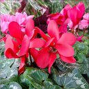 민들레화원 이미지