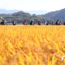 황금물결 이미지