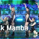 케이맘바 이미지