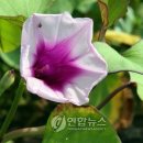 행운 이미지