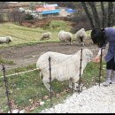 가야목장 이미지