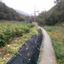 무봉농장 이미지