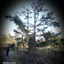 바위와소나무 이미지