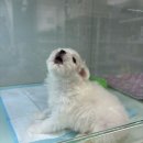 야옹아 멍멍해봐 동탄하나로점 이미지