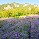 영신여자고등학교 | 서울 철쭉 1위.. 2026 불암산 철쭉축제 철쭉동산 실시간 후기(ft. 노원 가볼만한곳)