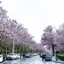 [축산신문] 목재 넘어 밀원수로…오동나무 가치 재조명 이미지