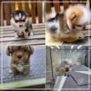 청주강아지분양 애견입양 애견미용 바른펫 | 강아지 데려오기 전 청주 강아지분양 두 곳 비교해본 후기