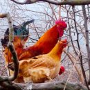 대열농장 이미지