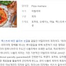 달빛화덕피자