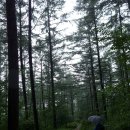 태백고원 700 산소길 이미지