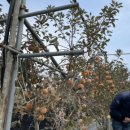 11월 ＜가을 열매를 만나러 가요(현장체험학습)-사과수확체험학습1＞ 이미지