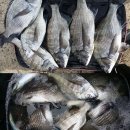순천대물낚시 이미지