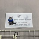 봄봄냥 | [분당 펫미용] 분당 봄봄냥 : 고양이 무마취 미용 추천! 내돈내산 후기