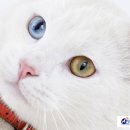 오션동물병원 이미지