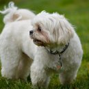 복슬강아지 이미지
