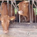 계룡한우가축 이미지