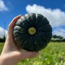 영순농장 이미지