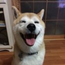 댕댕# 이미지