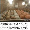 🐤✔️나눔받은 꿩알,산란계 수정율 백퍼. 이미지