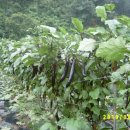 김진웅농장 이미지