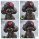 춘자 카카오 검색결과