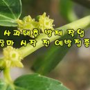 날라리방제
