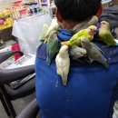 인천조류원 네이버블로그