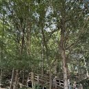 충주호 악어봉, 문경 보랏빛 벌개미취 가득 꽃놀이(25.09.23) 이미지