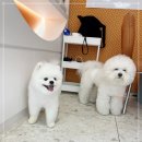 신사동-4 | 신사동 압구정동 논현동 애견호텔 접근성 좋은 켈리독 후기!