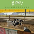 대기목장 | 파주 룰루목장 체험 프로그램