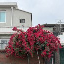 고운햇살플라 | 장미 대문들 보고 고운햇살플라에서 기념일 꽃 수령한...파티 한 내돈내산 후기!!!(장미대문 주차 꿀팁)