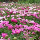 여주-0515 이미지