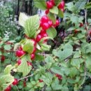 향촌가든 이미지