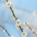 낙동강변8 | [김해 가볼만한곳] 낙동강변 따라 펼쳐진 꽃길, 용당나루 매화공원 개화 현황