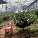 오수리농장 이미지