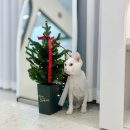 온리애옹 이미지