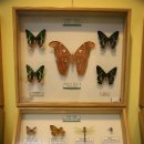 순천곤충박물관 이미지