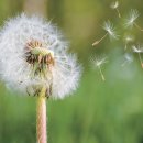 민들레 이미지