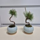 해송 | 상견례 선물 추천 해송 청자달항아리 / 펫플랜트🌿