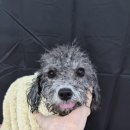 라이크어독 이미지