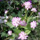 배들농장 이미지