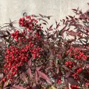 샘마을어린이공원 이미지