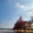 카페 오가닉 | <카페 후기> 반려동물 동반 카페 오가닉