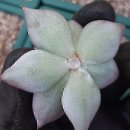 세근 뿌리발달에 우수한 필수종합아미노산 이미지