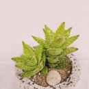 알로애 꽃집 이미지